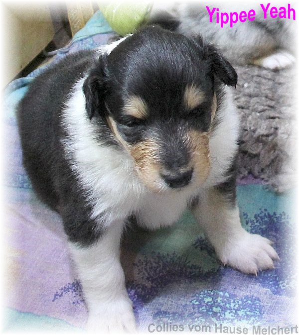 Amerikanische Collie Welpen