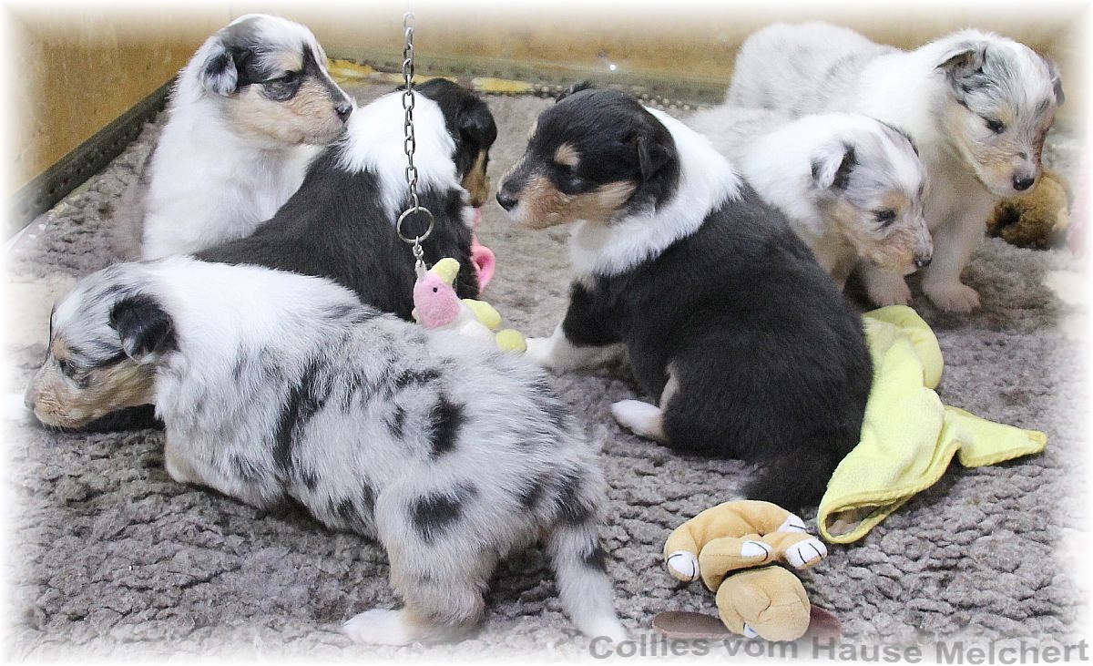 Collie Welpen vom Hause Melchert