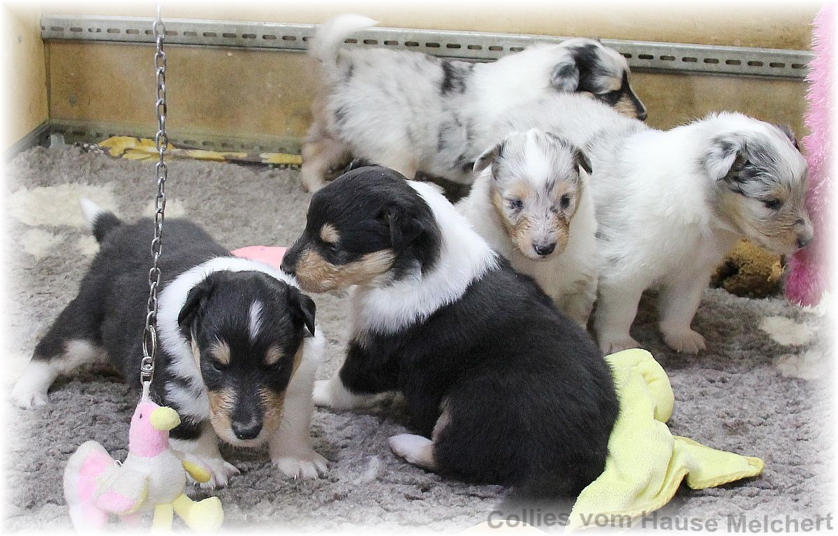 Collie Welpen vom Hause Melchert