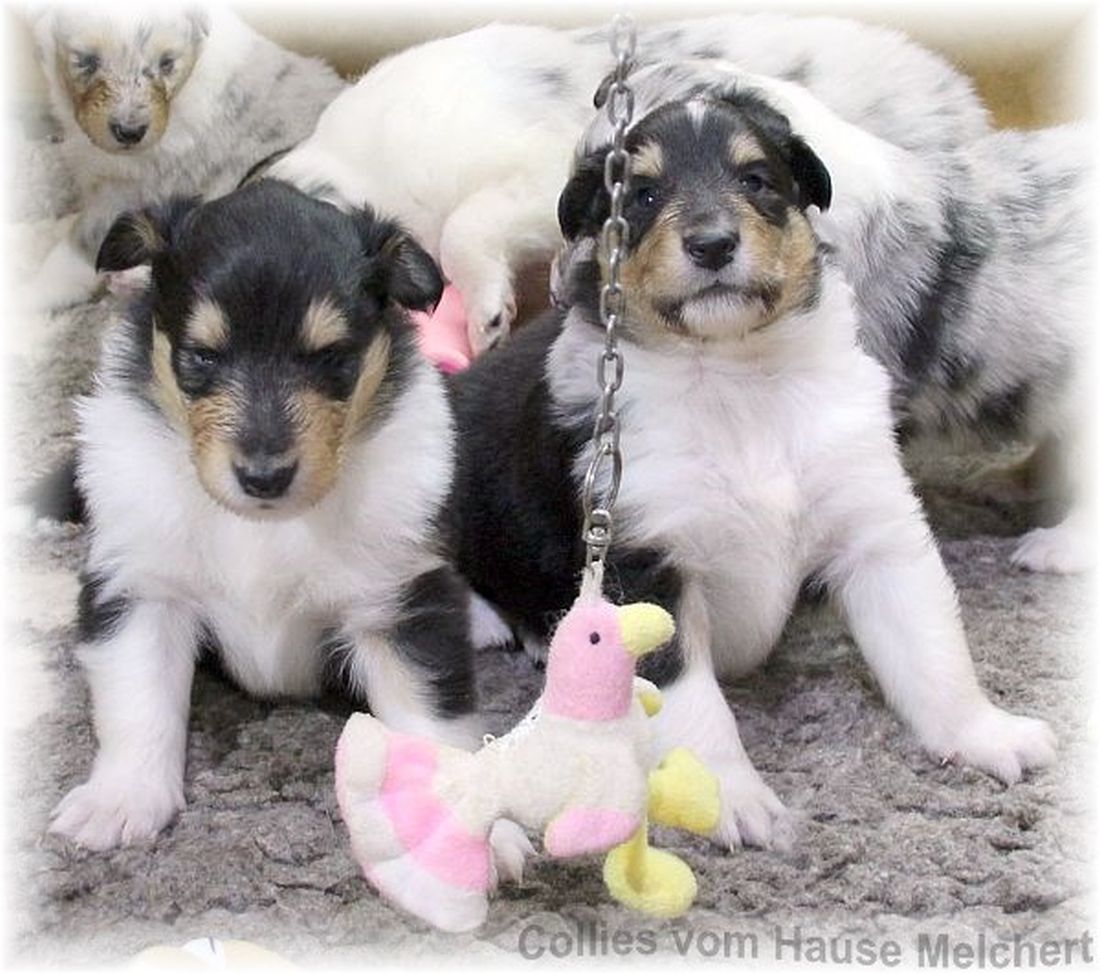 Amerikanische Collie Welpen vom Hause Melchert