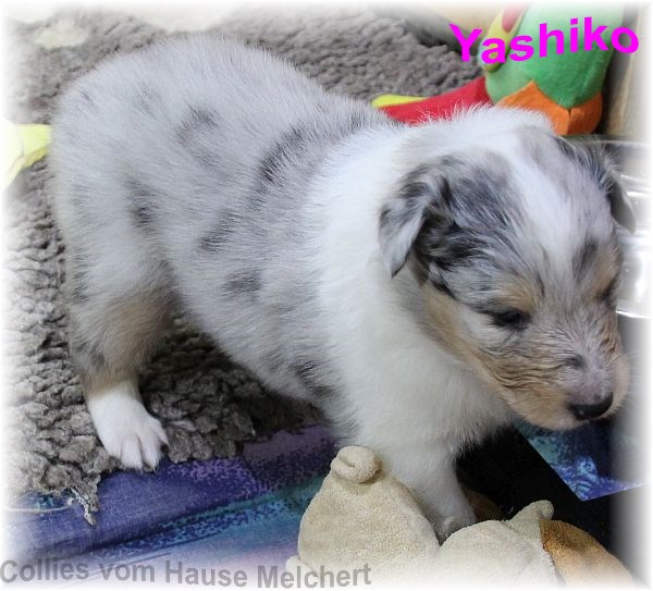 Amerikanische Collie Welpen