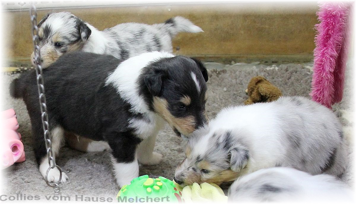Collie Welpen vom Hause Melchert