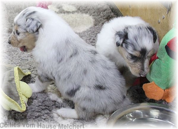Collie Welpen vom Hause Melchert