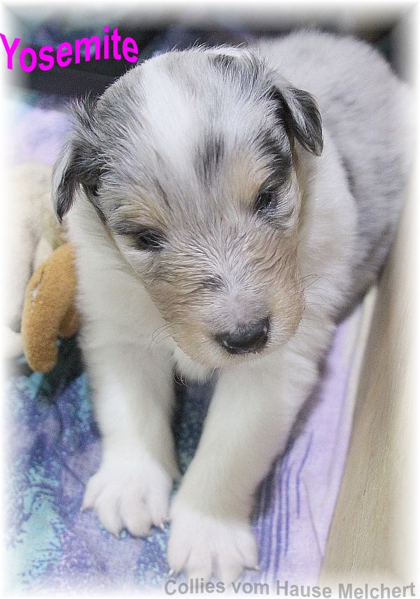 Collie Welpen
