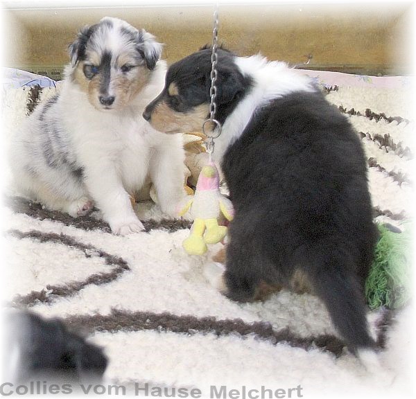 Aktuell Collie Welpen zu verkaufen