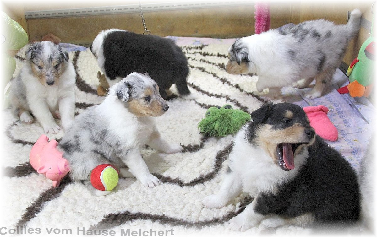 Aktuell Collie Welpen zu verkaufen
