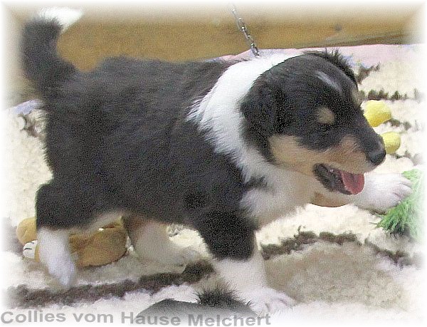 Aktuell Collie Welpen zu verkaufen