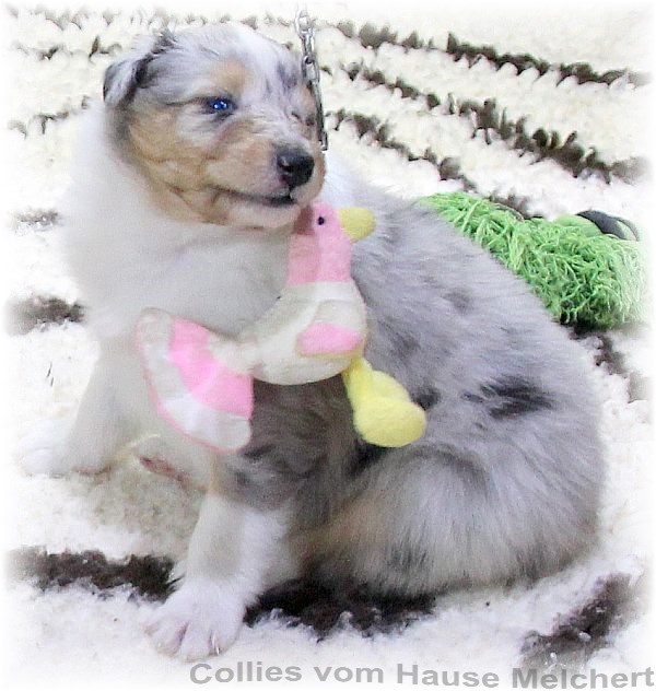 Aktuell Collie Welpen zu verkaufen