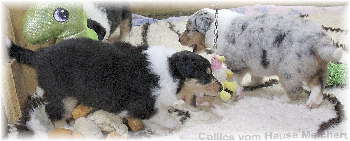 Aktuell Collie Welpen zu verkaufen