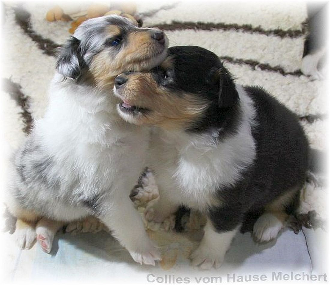 Collie Welpen amerikanische Linie