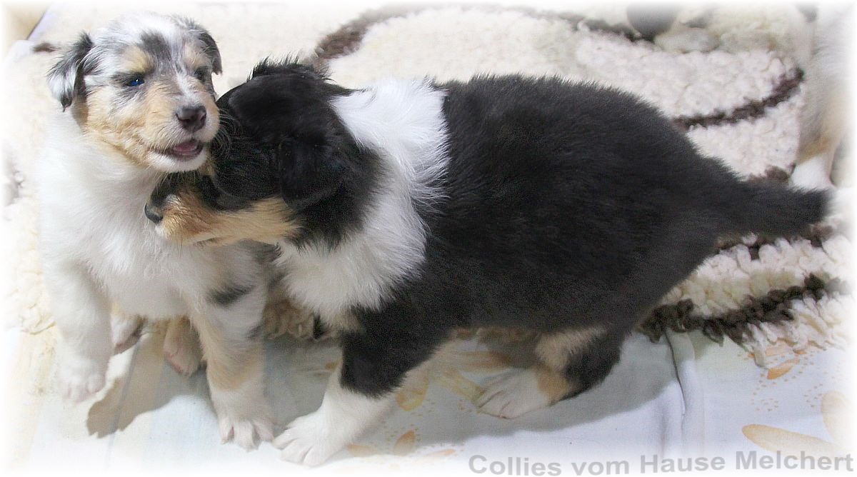 Collie Welpen