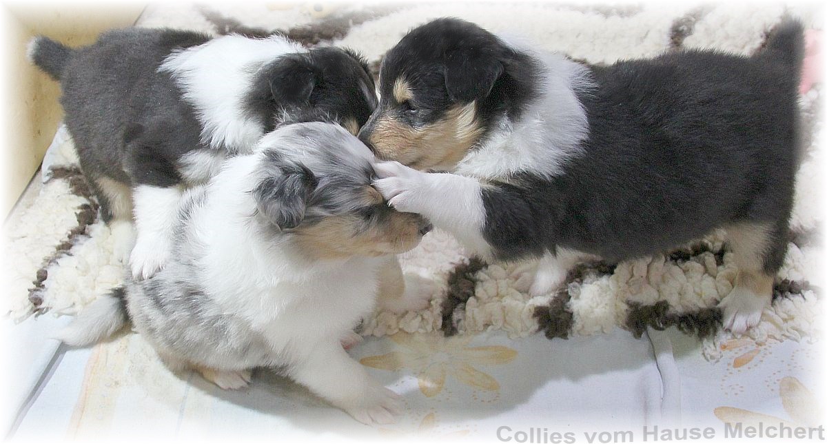 Collie Welpen