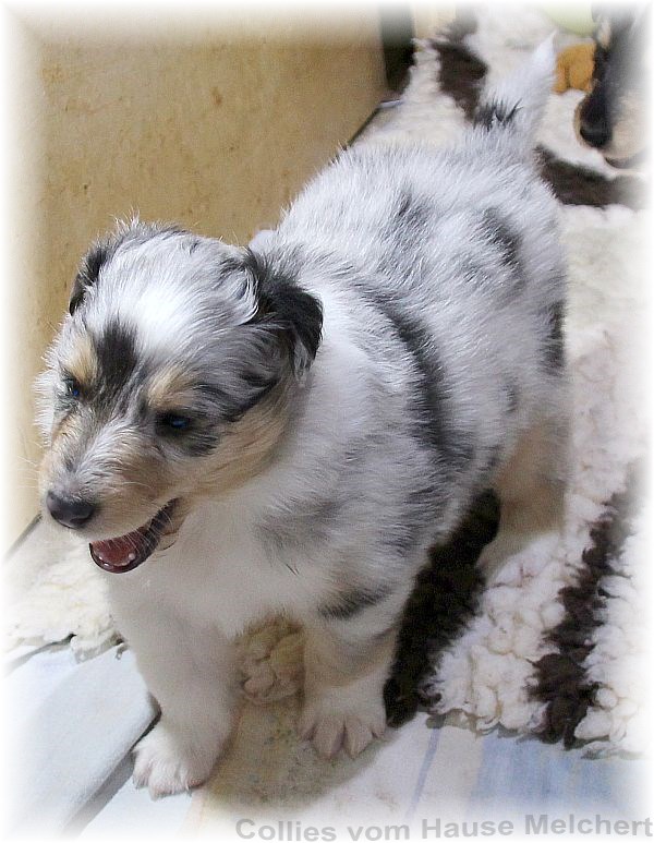 Collie Welpen aus Baden Württemberg in blue merle