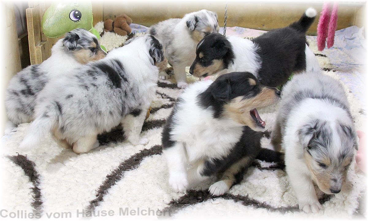 Collie Welpen