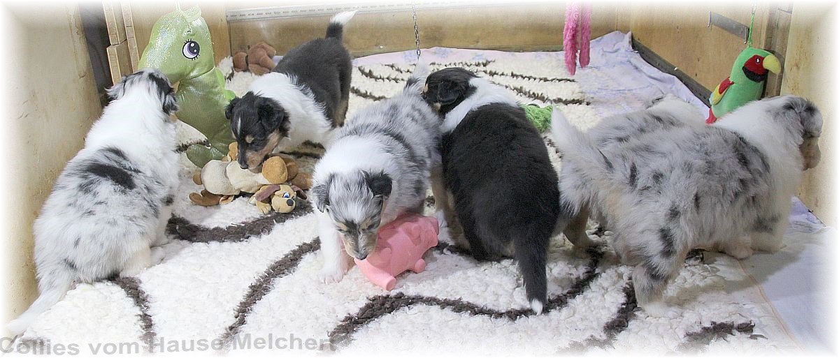 Collie Welpen