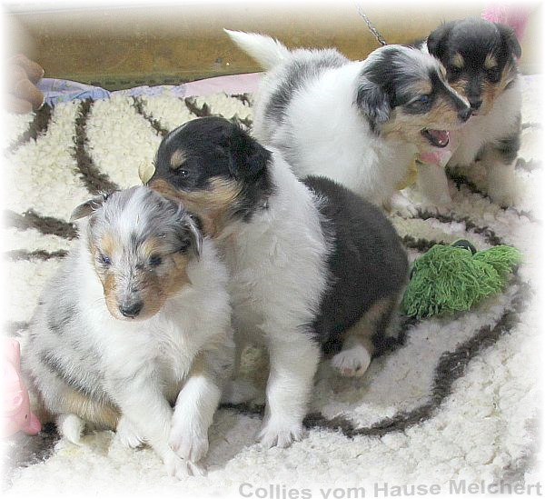 Collie Welpen