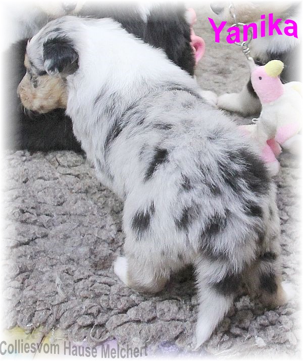 Amerikanische Collie Welpen