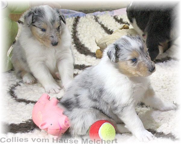 Collie Welpen