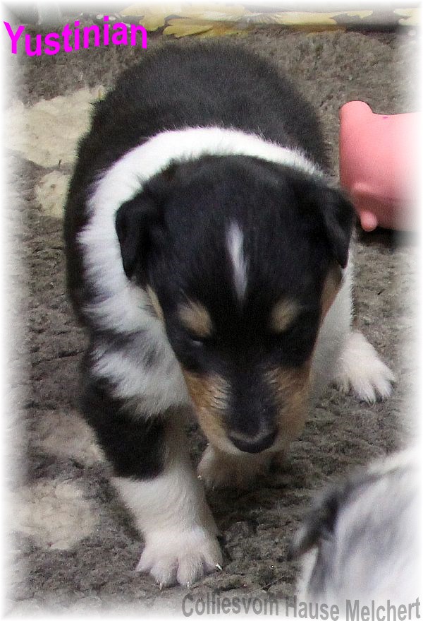 Collie Welpen
