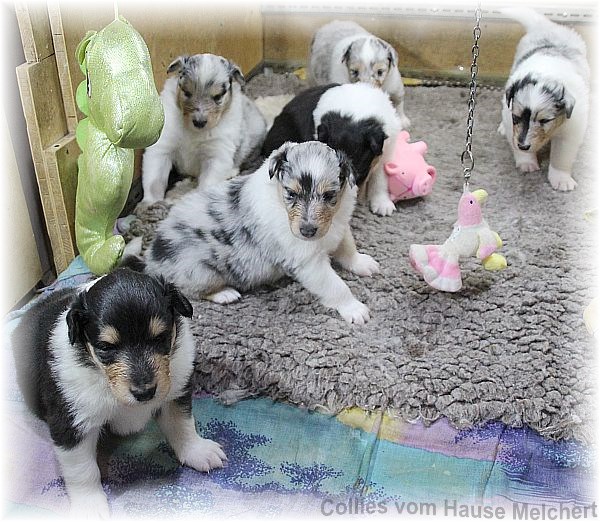 Collie Welpen vom Hause Melchert