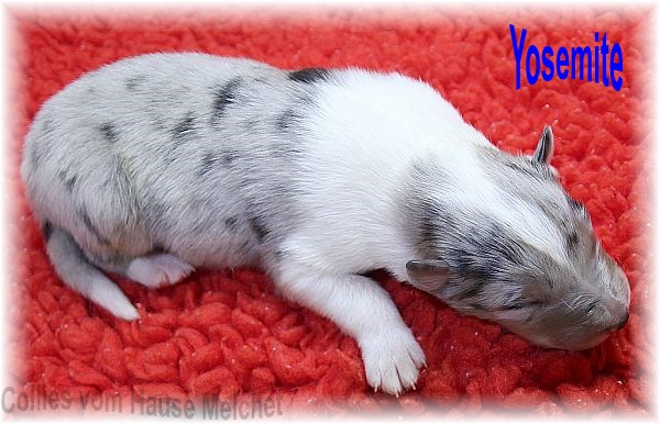 Amerikanische Collie Welpen