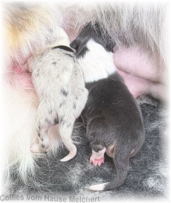 Melchert Collies