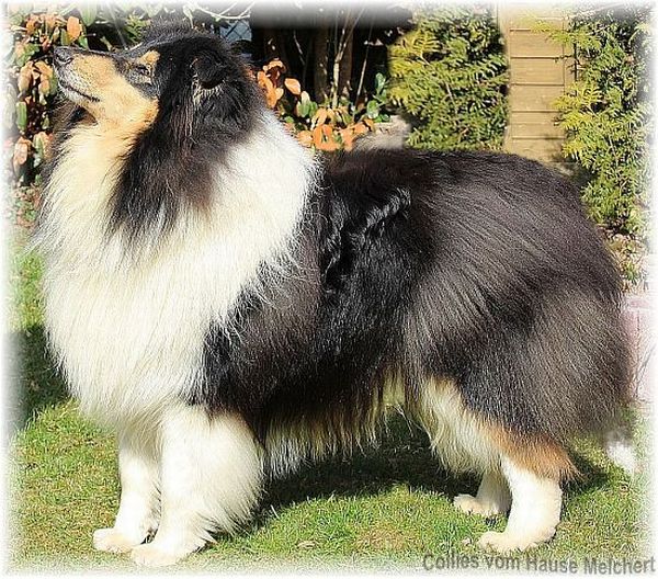 Collie Zucht und Deckrüde