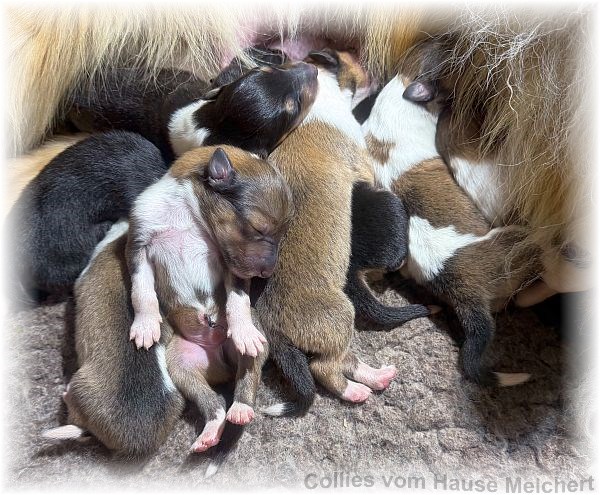 Amaerikanische Collie Welpen