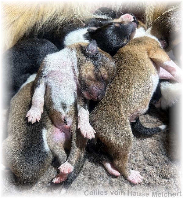 Amaerikanische Collie Welpen