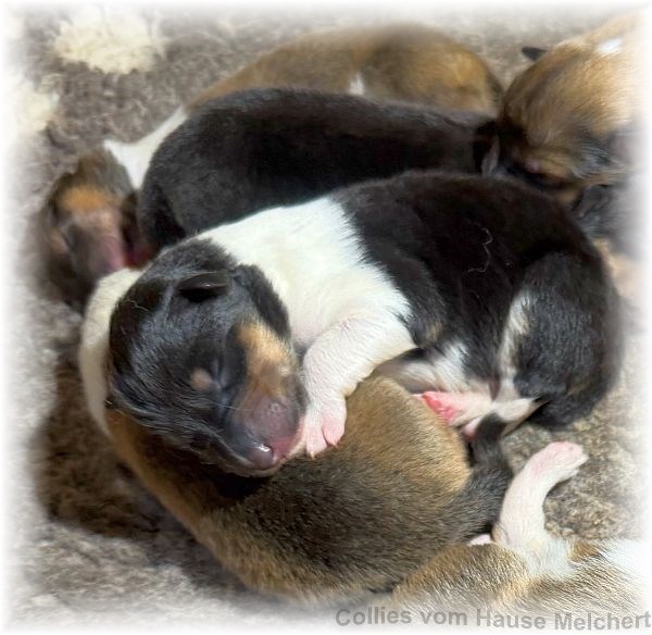 Amaerikanische Collie Welpen