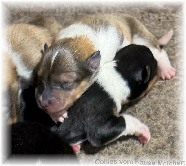 Amaerikanische Collie Welpen
