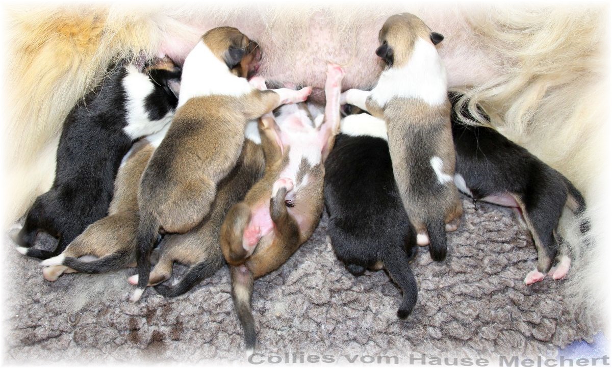 Collie Welpen amerikanische Linie