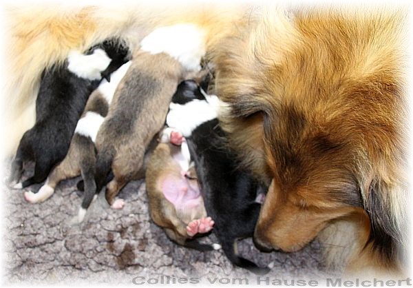 Amaerikanische Collie Welpen