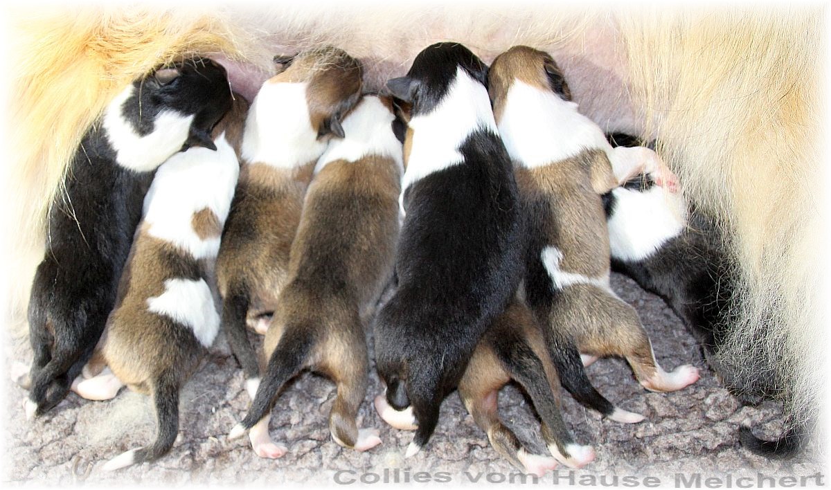 Amerikanische Collie Welpen vom Hause Melchert