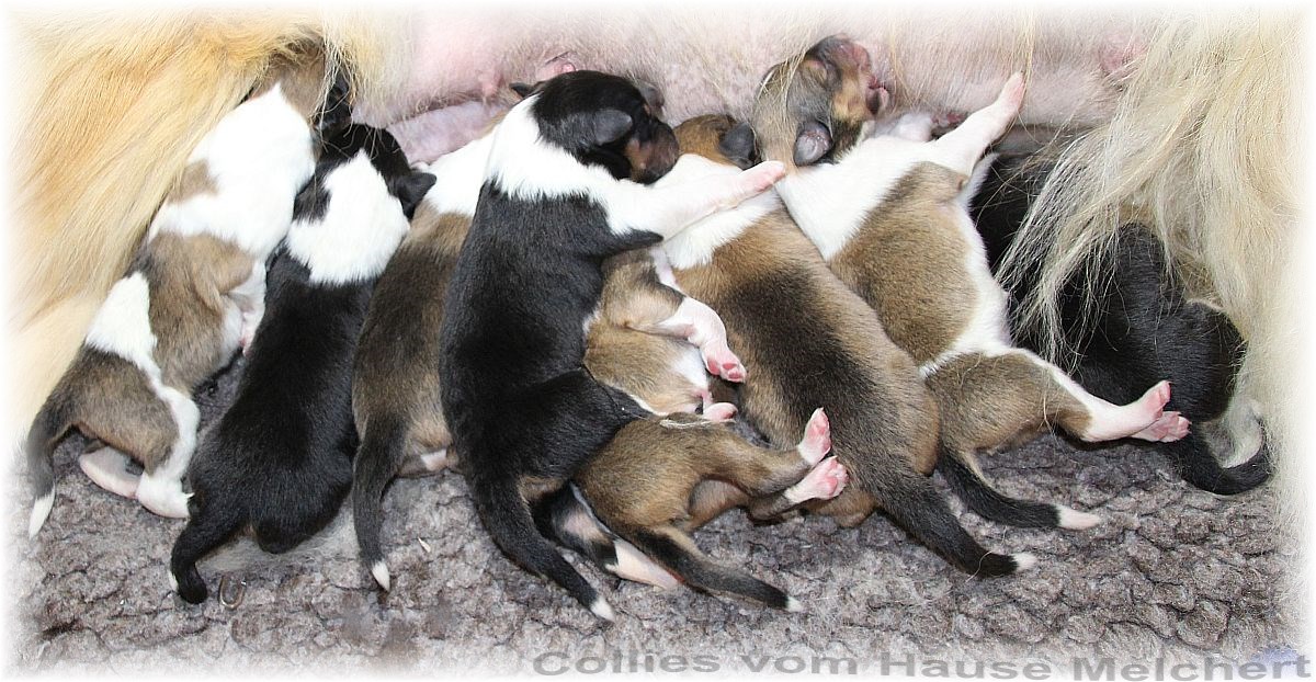 Amerikanische Collies