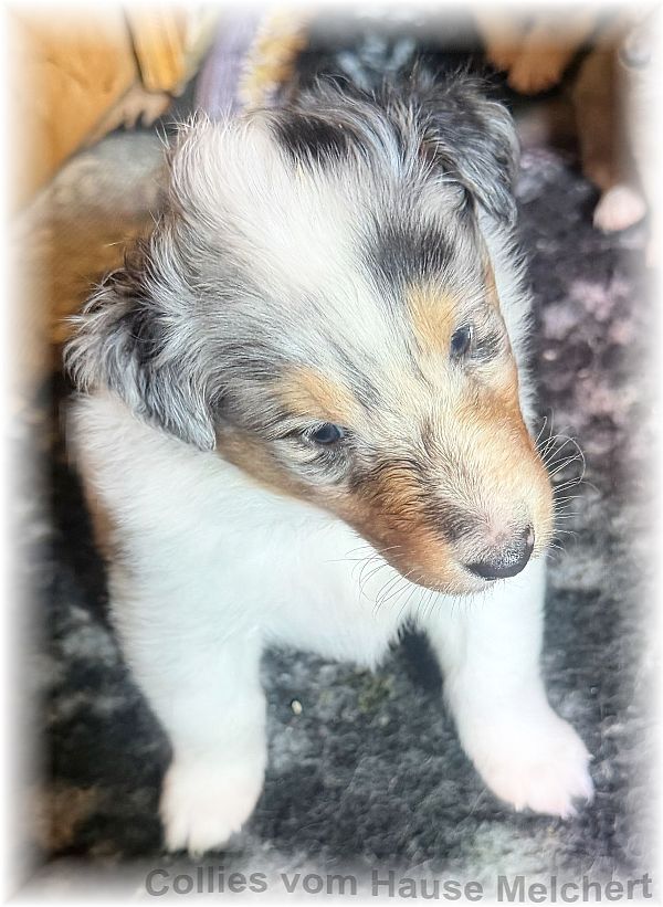 Amerikanische Collies vom Hause Melchert