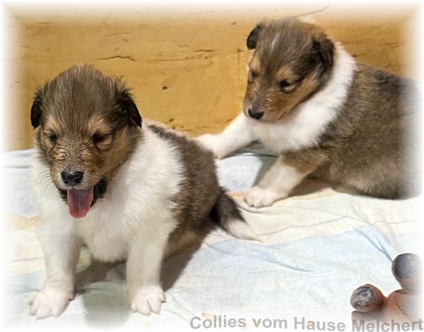 Amerikanische Collies vom Hause Melchert