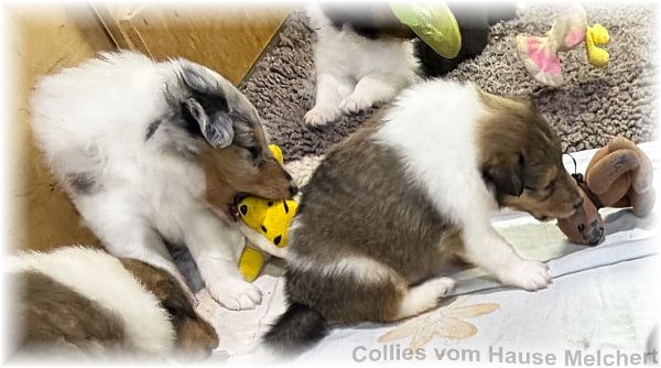 Collie Welpen Melchert Collies