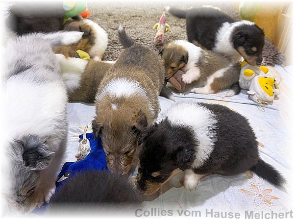 Amerikanische Collies vom Hause Melchert