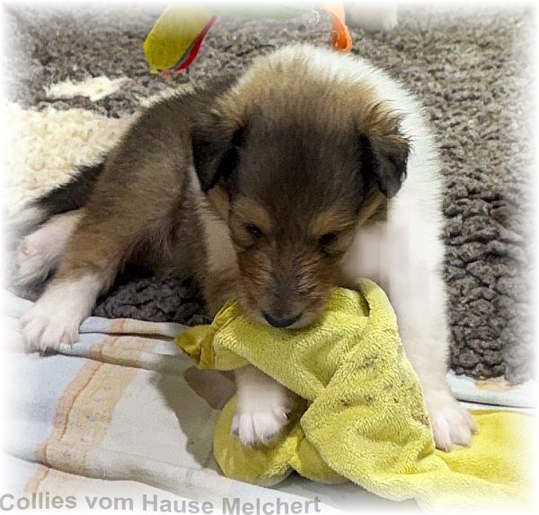 Amerikanische Collies vom Hause Melchert