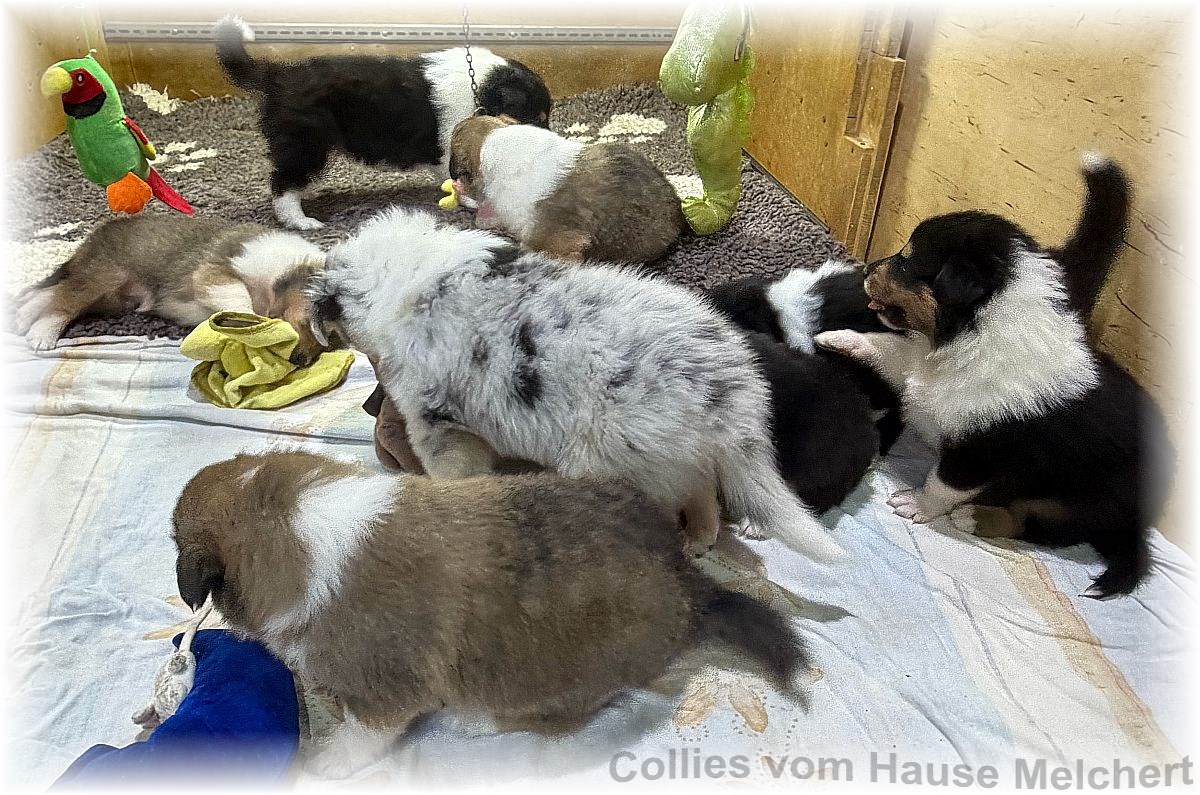 Amerikanische Collies vom Hause Melchert