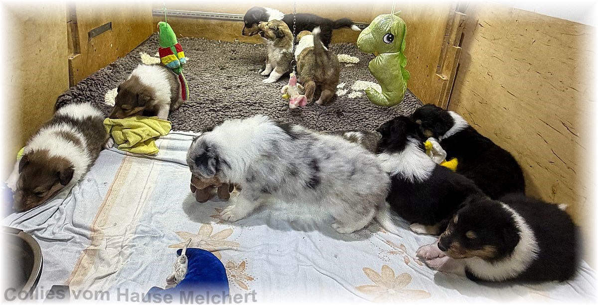 Amerikanische Collies vom Hause Melchert