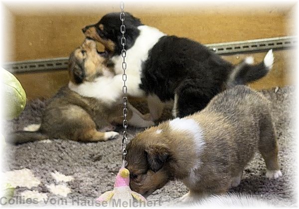 Amerikanische Collies vom Hause Melchert