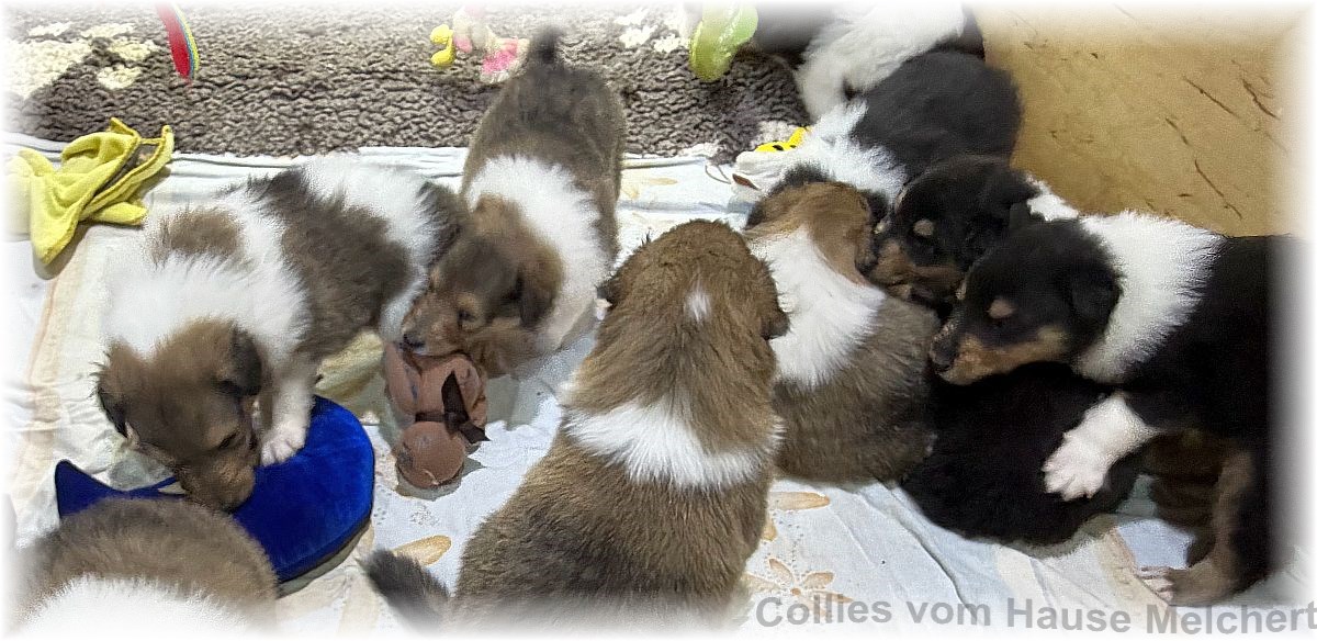 Amerikanische Collies vom Hause Melchert