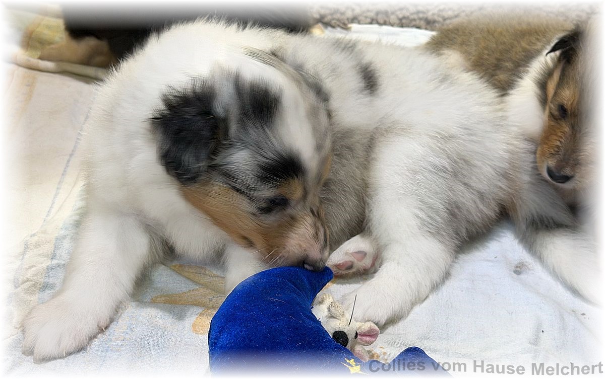 Amerikanische Collies vom Hause Melchert