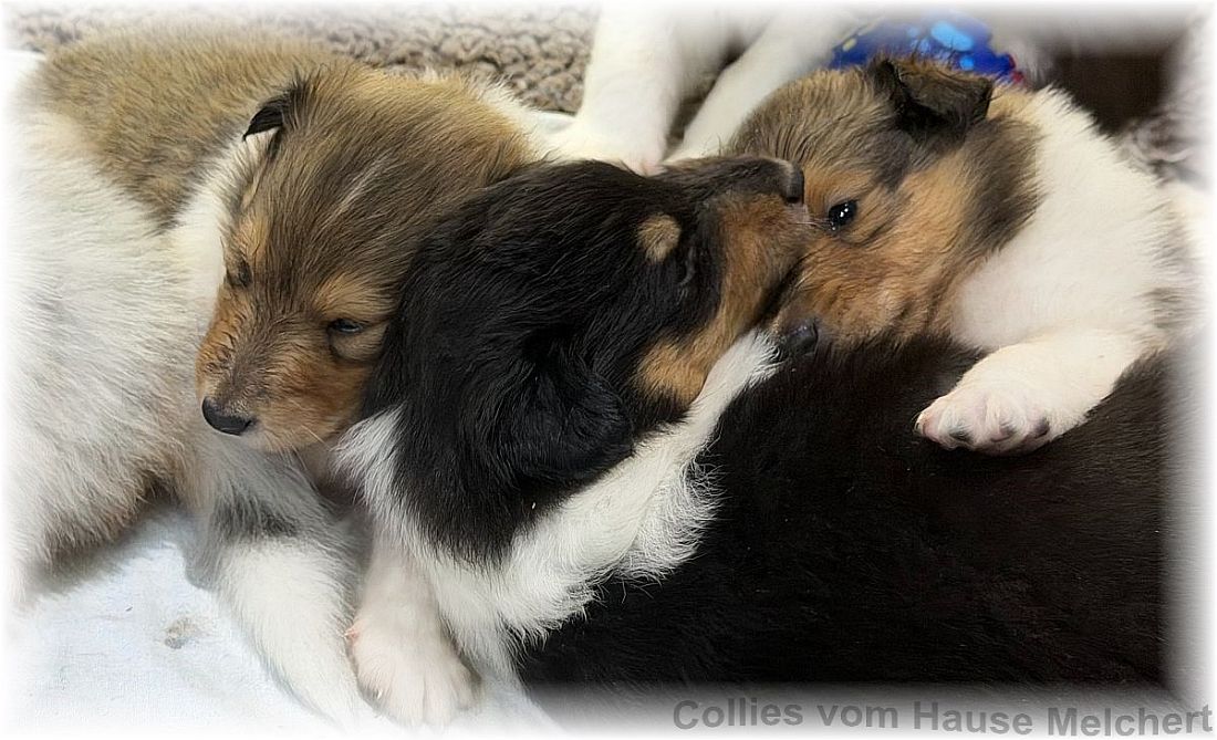 Amerikanische Collies