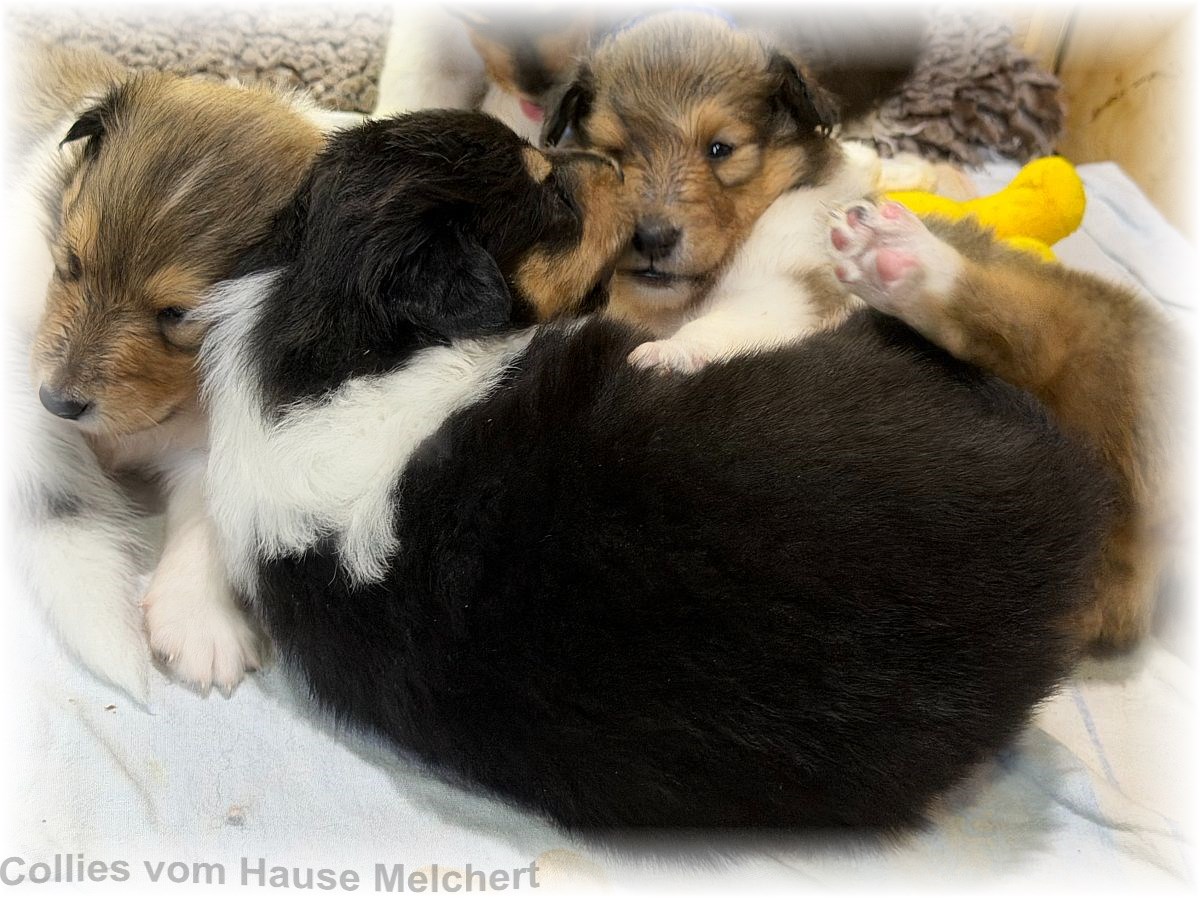 Amerikanische Collies vom Hause Melchert