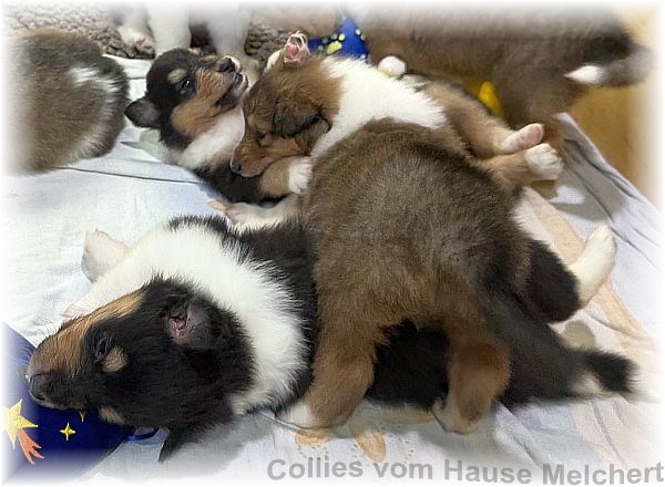 Amerikanische Collies vom Hause Melchert
