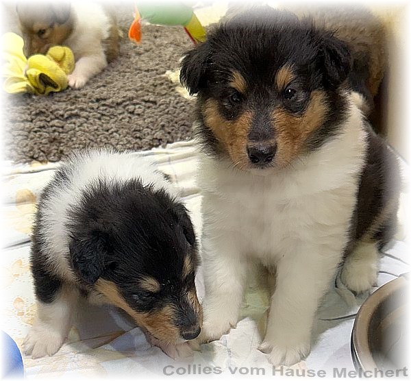 Amerikanische Collies vom Hause Melchert