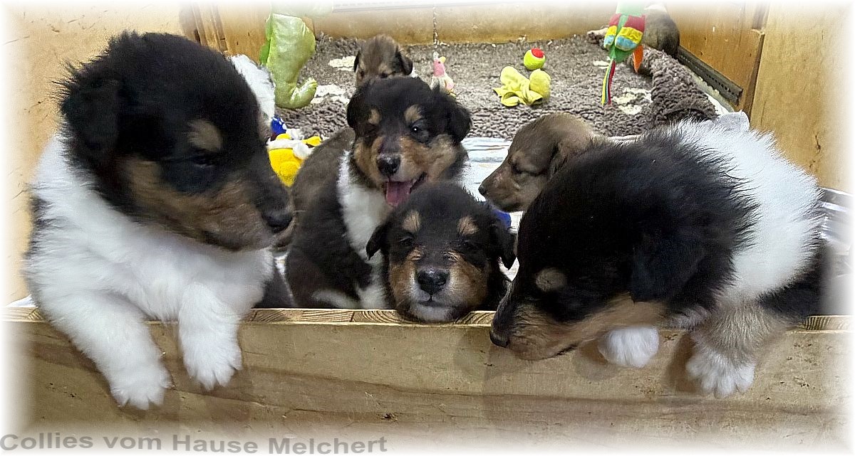 Amerikanische Collies vom Hause Melchert